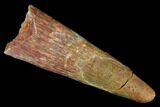 Fossil Pterosaur (Siroccopteryx) Tooth - Morocco #178506-1